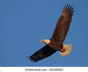 Beautiful Glowing Peacock Shinning Feathers Flying Stock Photo