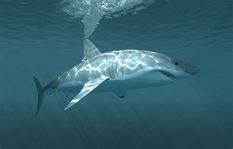 shark underwater Wallpapers HD / Desktop and Mobile Backgrounds