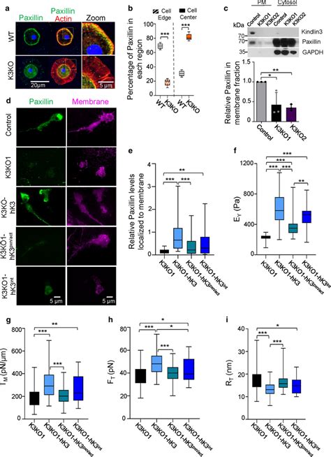 K3 Paxillinactin Interactions Are Crucial For Regulating Mca A