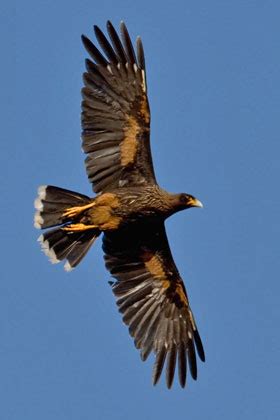 Striated Caracara Pictures and Photos - Photography - Bird | Wildlife | Nature - Christopher Taylor