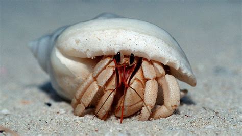 Plastic Waste Kills More Than 500 000 Hermit Crabs BBC Newsround