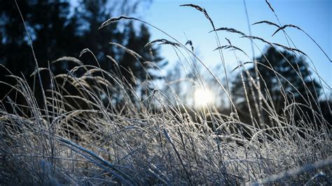 Wetter Silvester In BW Und Bayern DWD Prognose Mit Temperaturrekord