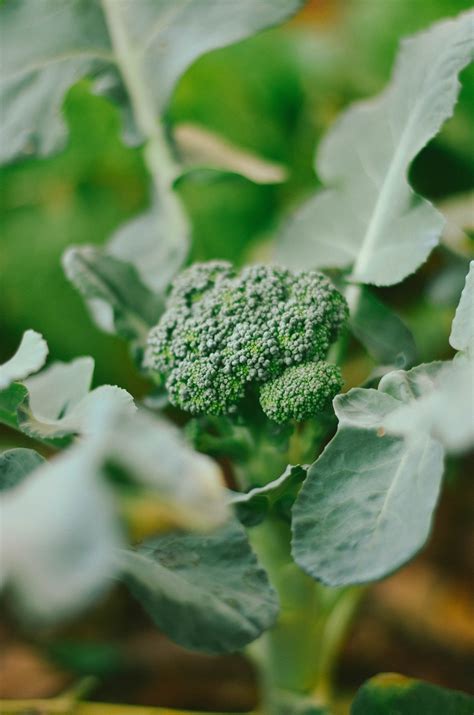 A Step By Step Guide To Growing Broccoli In Containers — Meadowlark Journal