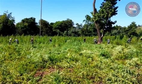 Mais de 50 hectares de plantação de maconha são destruídos durante