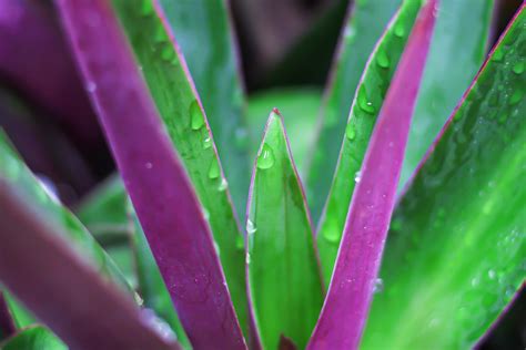 Tradescantia Spathacea O Maguey Morado Cuidados Reproducci N Y Para