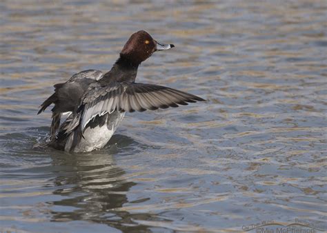 Redhead drake flapping his wings – Mia McPherson's On The Wing Photography