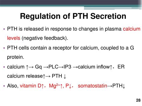 Ppt Hormonal Regulation Of Plasma Calcium And Calcium Metabolism