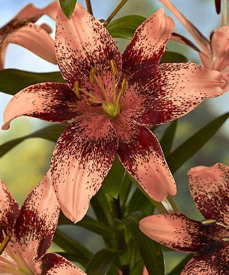 Cottage Farms Direct Live Whistler Asiatic Lily Set Of Six Lily