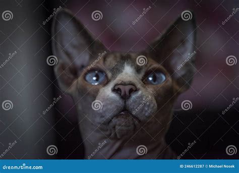 Naked Beautiful Cat Indoor In Dark Room Stock Image Image Of Sphinx Beautiful