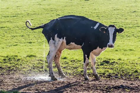 Pišati u snu šta znači sanjati pišanje ili mokrenje Sanovnik