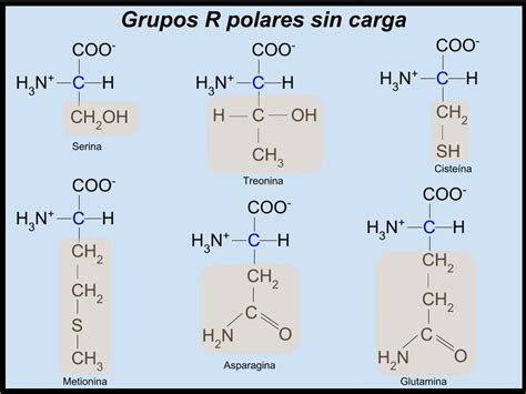 Estructura De Un Aminoacido