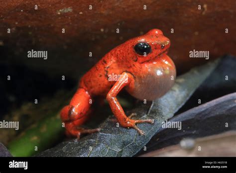 Strawberry Poison Dart Frogs