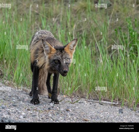 A young fox Stock Photo - Alamy