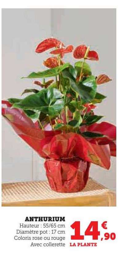 Promo Anthurium Chez Hyper U Icatalogue Fr