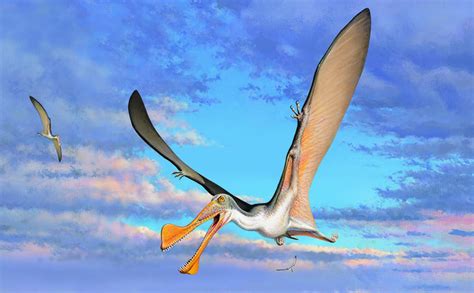 The oldest pterosaur fossils discovered in Australia date back to 107 ...