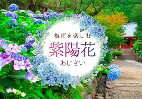 梅雨を楽しむ紫陽花（アジサイ）の名所 10選 奈良の地域情報誌「yomiっこ」「narakko」