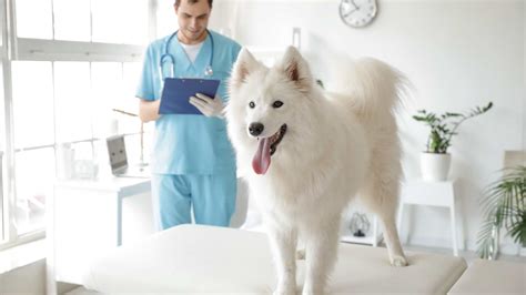 Esterilización Canina Todo lo que Debes Saber