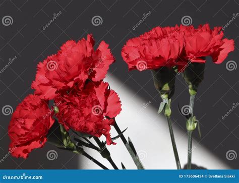 Flor De Clavel Rojo Sobre Fondo Negro Y Blanco Foto De Archivo Imagen