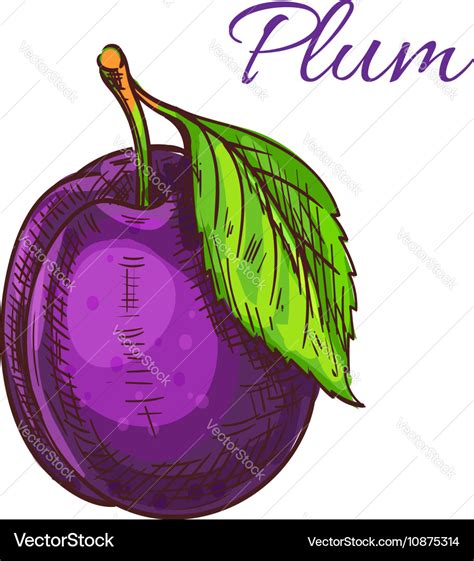 Ripe purple plum fruit with leaf sketch Royalty Free Vector