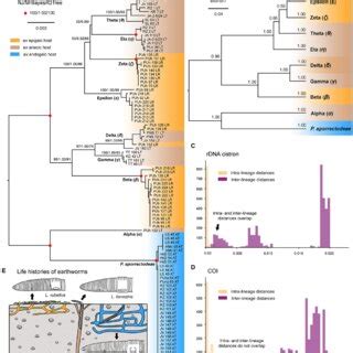 Phylogenetic Relationships Among Plagiotomids Isolated From Three