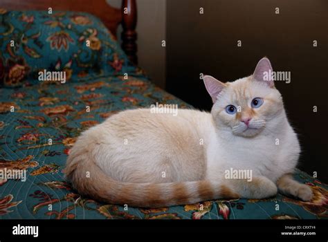 Flame Point Siamese