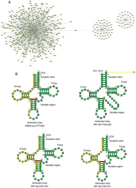 Screening And Potential Role Of TRFs And TiRNAs Derived From TRNAs In