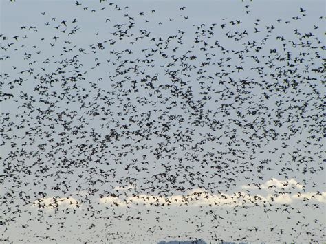 Genos Blog Sacramento National Wildlife Refuge