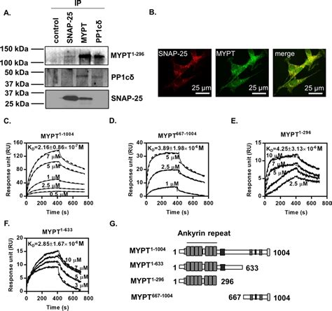 Interaction Between Snap 25 And The Mypt1 Subunit Of Myosin