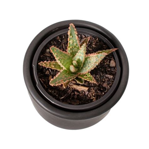 National Plant Network Aloe House Plant In 5 In Planter In The House