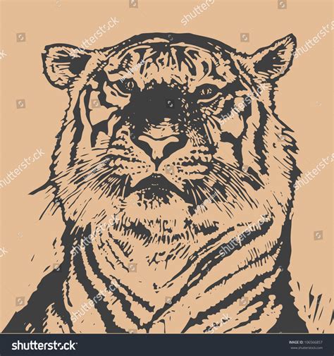 Tiger Head Hand Drawing Engraving Style Stock Vector Royalty Free