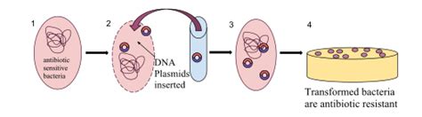 Difference Between Transfection and Transduction | Transfection vs ...