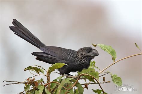 Smooth Billed Ani Photos Smooth Billed Ani Images Nature Wildlife