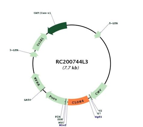 Claudin Cldn Nm Human Tagged Lenti Orf Clone Scientist