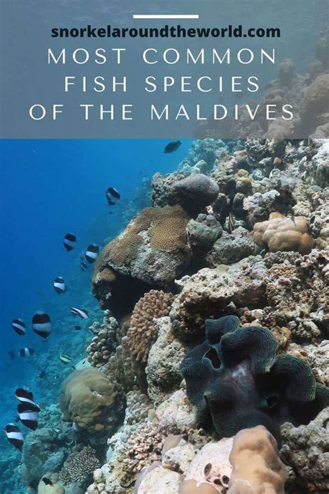 Maldivian Fish Names And Photos You Can See While Snorkeling