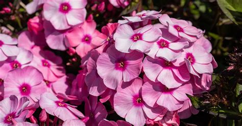 Phlox Paniculata Eva Cullum Hohe Garten Flammenblume Eva Cullum