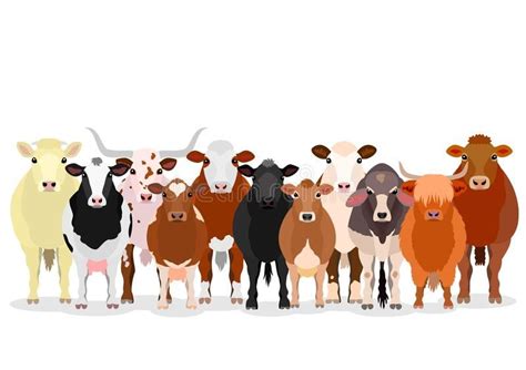 Cattle Chart With Breeds Name Stock Vector Illustration Of Full