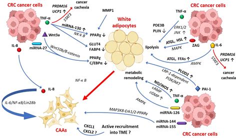 Biomedicines Free Full Text Multi Faceted Role Of Cancer Associated Adipocytes In Colorectal