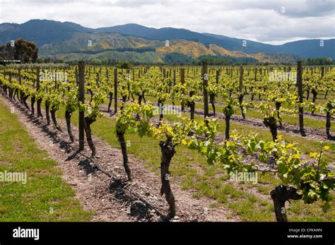 New Zealand South Island Marlborough Winery Touring Tasting At Wairau