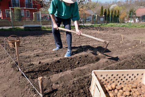 Plantando Batatas Manualmente Preparando O Solo Para Plantio De