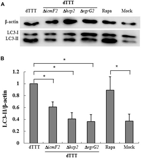 Frontiers VgrG2 Of Type VI Secretion System 2 Of Vibrio