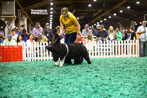 Stc Open Crossbred Show National Swine Registry