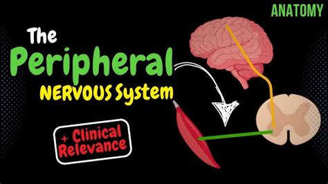 Peripheral Nervous System Diagram