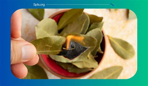 Burning Bay Leaves Benefits Transform Health And Home