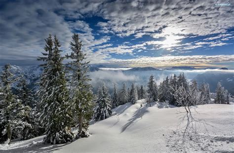 Zima Ośnieżone Świerki Wzgórza