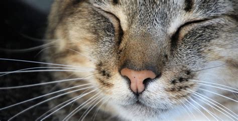 Bindehautentz Ndung Bei Der Katze Fr H Erkennen Behandeln