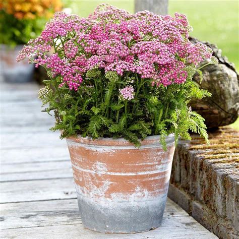 Achillea Millefolium Milly Rock Rose Yarrow From Prides Corner Farms