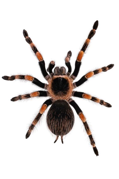 Mexican Red Knee tarantula | Red knee tarantula, Mexican red knee ...