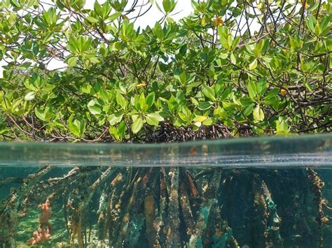 Investing In Mangroves To Protect People Blog Posts Wwf