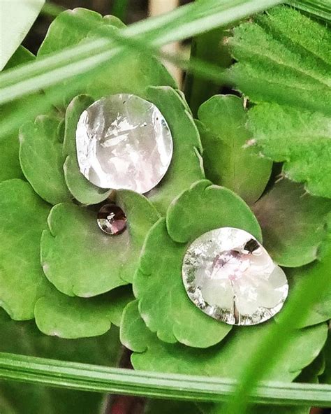 Das Dystopische Wetter Hat Hoffentlich Bald Ein Ende Gartenblog