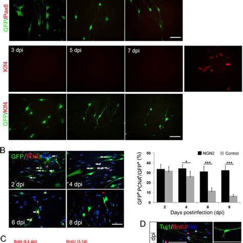 Immunocytochemical Analysis Of Ngn2 Mediated Neuronal Conversion